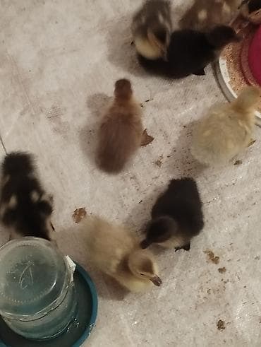 12dene bala zümrüdü lavanda krasnadar macar sortları son qiymət 7