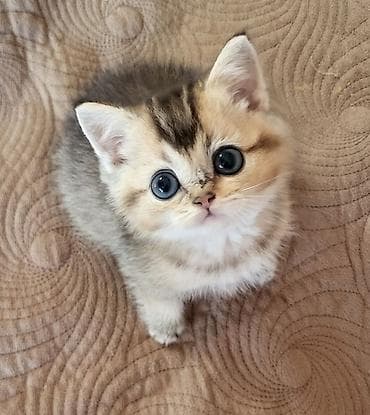 meykun pişik: Şinşilla, Erkək, Dişi, Pulsuz çatdırılma — 5