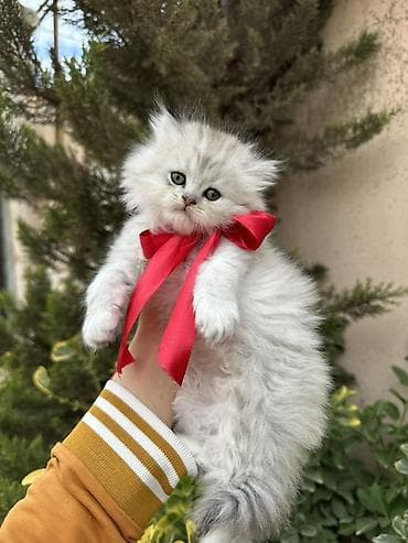 pisik cutlesdirmek: Şinşilla — 1