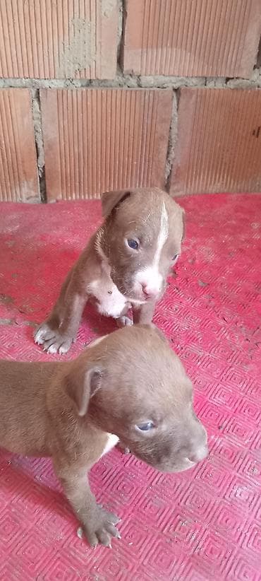 it pitbull: Pitbul, Peyvəndli — 5