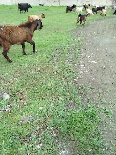 Helep tekesi damazlıq tekedi Ünvan Göyçay Məhsul təsviri: - Şəkildə