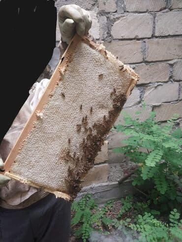 dağ balı: Təbii bal Şanlı bal süzmə (çiçək) balı mövcuddur whatsaap aktivdi — 1