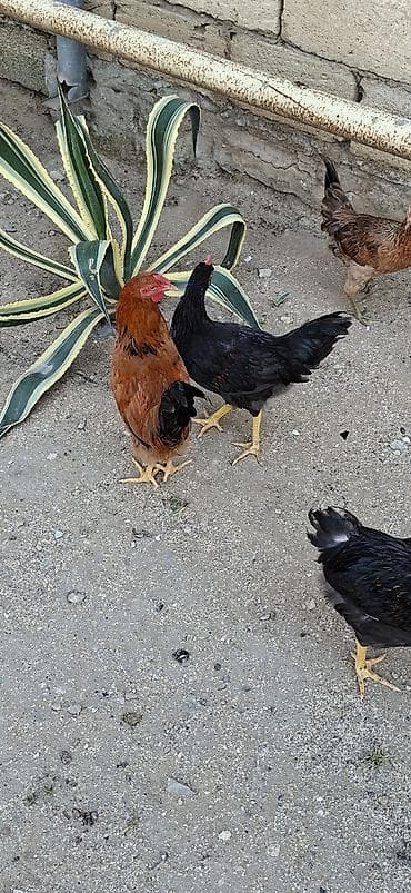 Toyuqlar: Toyuq, Damazlıq — 3