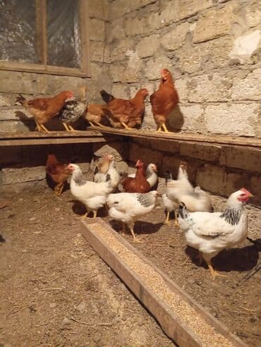 Gəmiricilər: Toyuq, Brama, Damazlıq, Ünvandan götürmə — 2