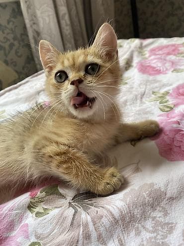 pişik satışı lalafo: Qızıl şinşilla, Erkək — 4