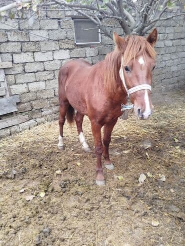 austin montego 16 at: At satılır – qırmızı-kəhvəyi rəngdə, alnında kiçik ağ ləkəsi olan — 8
