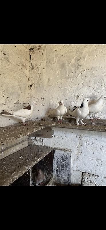 delfin göyərçin: Balaca ev göyərçin sürüsü - Növlər: əsasən ağ rəngli, bəzi quşlarda — 2