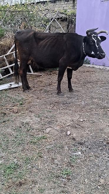 Dişi, il: 8, Südlük, Ünvandan götürmə