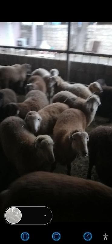 cins inəklərin satışı: Salam qardaşlar 70 baş əmlik quzular satıram kom 255 istəyən zənq — 4