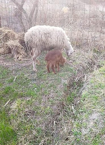 Рогатый скот: Balali qoyun sağlam heyvandi 4 ci bala yanındadır Erkey biraz zeyifdi — 1