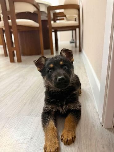 serrap dermani ne ucundur: Alman çoban iti, Peyvəndli — 4