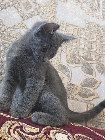 erkey pisik adlari: Erkək, Yaxşı əllərə — 3