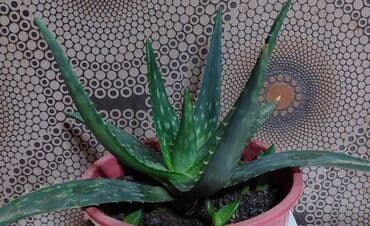 Aloe vera