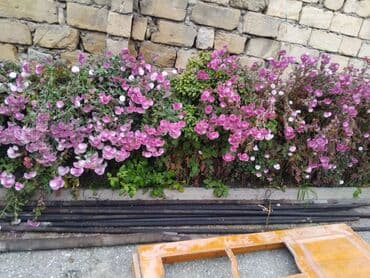 Kurlyak içi dolu dəmirdi,uzunluğu 3metr 40smdiametri 25likdir13 lalafo.az -da Kurlyak içi dolu dəmirdi,uzunluğu 3metr 40smdiametri 25likdir13