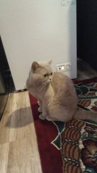 britan pişiyi: Britan, Erkək — 1