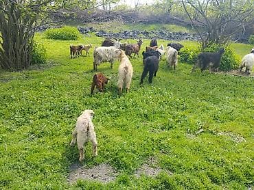 Salam Gördüyünüz xırda buynuz heyvanlar Satılır ümumilikdə 17 Ana 17 lalafo.az -da Salam Gördüyünüz xırda buynuz heyvanlar Satılır ümumilikdə 17 Ana 17