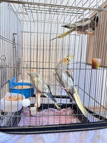 qurbanlıq qoyun qiymətləri 2024: 3 korella(disi erkek) 3 yumurta ve boyuk qefes, qefes hem üstden — 2