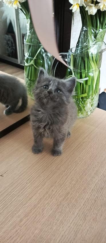 sirin pisik sekilleri: Pişiklər verilir yaxşı əllərə — 4