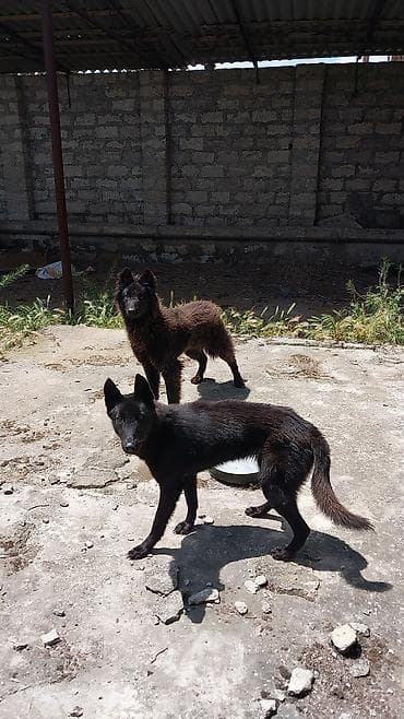 gencede heyvanlar: Məhsul: Beynəlxalq Baytarlıq Pasportu (International Veterinary — 2