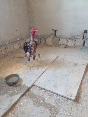 feniks xoruzu: Xoruz, Indonesiya, il: 1, Ünvandan götürmə — 10