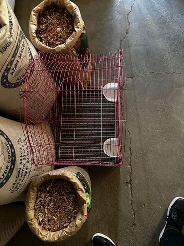 südlük inek satilir: Korella qəfəsi təzədir istifadə olunmayıb — 1