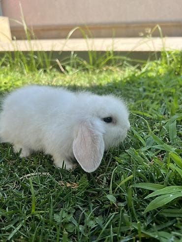 dovşan kamera: Holland Lop balası satılır. ✅ 1 aylıqdır ✅ Safqan Holland Lop ✅ Tam — 3