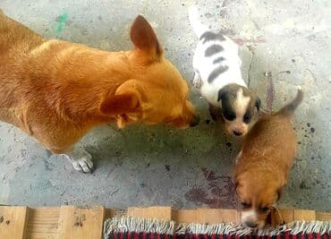 itlərə verilən adlar: 2 ay, Dişi, Ünvandan götürmə — 4