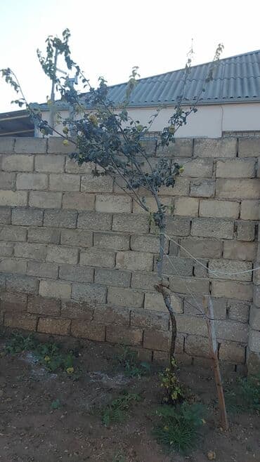 obyekt ucun torpaq: 15 sot, Mülkiyyətçi — 6