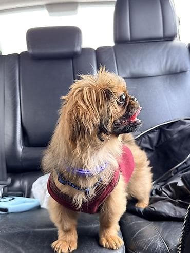 pekines: Pekines, 7 ay, Dişi — 3