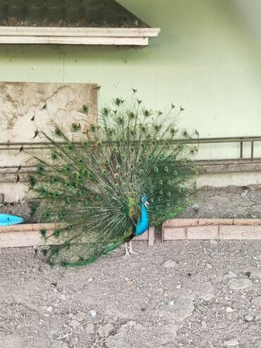 ineklerin satisi: Tovuq quşu satılır 1erlək 1fərə 4illikdilər.tam sağlam.cütü 600m — 2