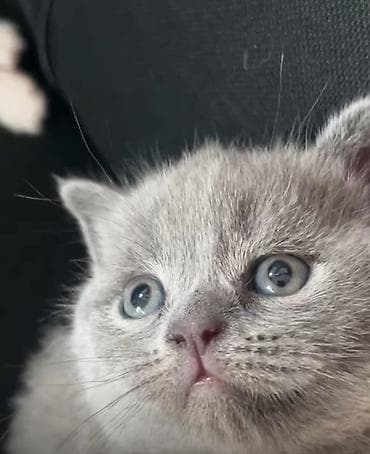 pişik yeməkləri: Şotland yastı qulaq — 5