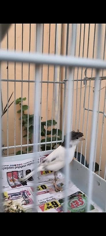 sisar quşu: Hazir erkeydi barter ederem 3 eded maya eliye yada hazir cutle — 2