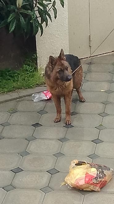 Alman çoban iti lalafo.az -da Alman çoban iti