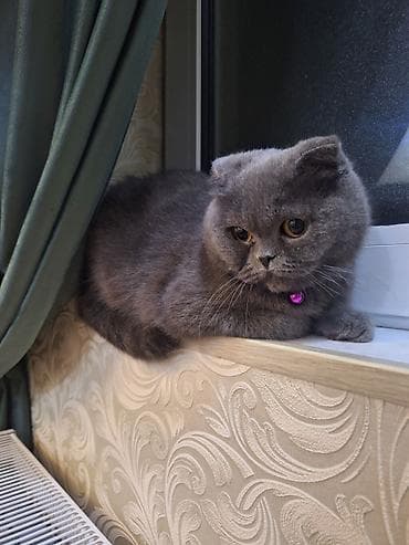 Кошки: Британская — 1