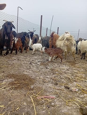 bala pişik ucuz: Qoyun-keçi təsərrüfatı üçün ana keçi sürüsü - Cins: yerli dağ/bozkeçi — 4