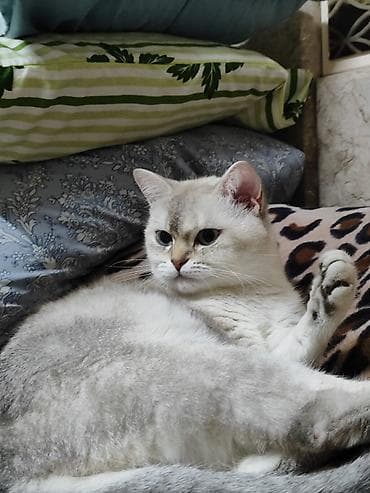 imisli yemi: Britan, Dişi, Yaxşı əllərə, Ünvandan götürmə, Ödənişli çatdırılma — 4