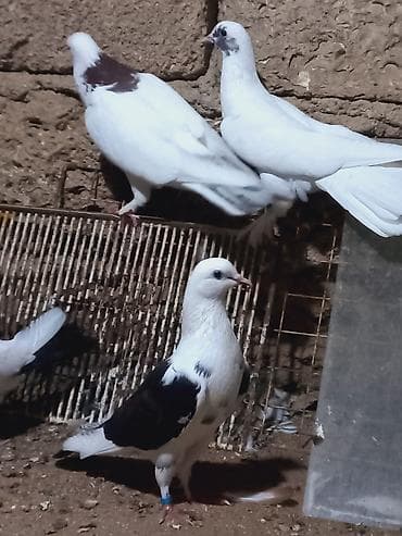 bulbul quşu: Salam 6 dene secme quşlardi hamsi saglam bala veren heyvandi ucuşlarda — 6
