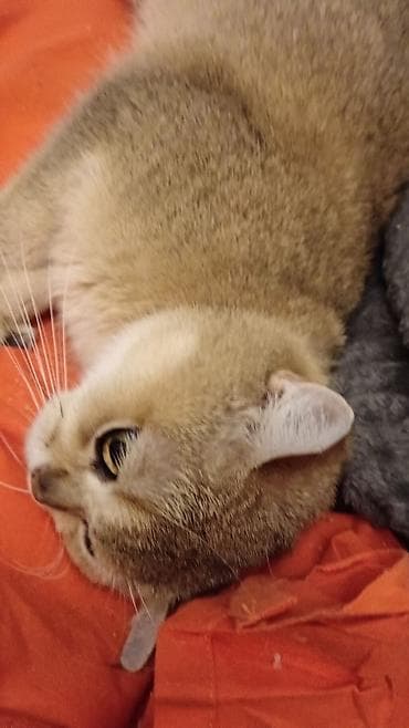 pişik yuvalari: Britan, Dişi, Yaxşı əllərə, Ünvandan götürmə — 2