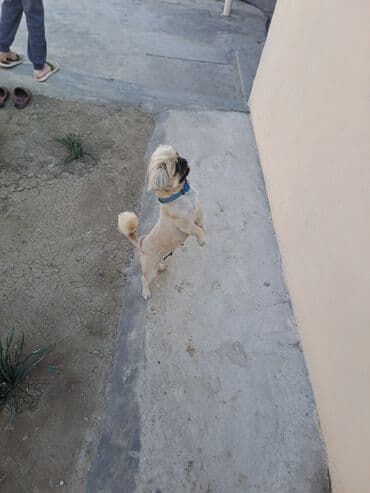 alman afçarkası balası: Pekines, 2 il, Dişi, Peyvəndli, Rayonlara çatdırılma — 3