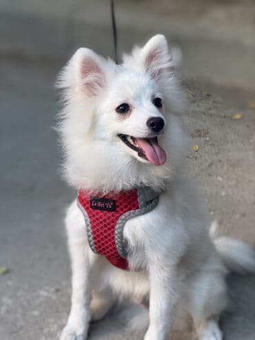 отдам в добрые руки шпица: Шпиц, 4 месяца, Самец — 4