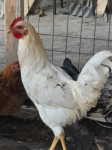 heyvanlara verilen adlar: Курица, Для разведения, Платная доставка — 3