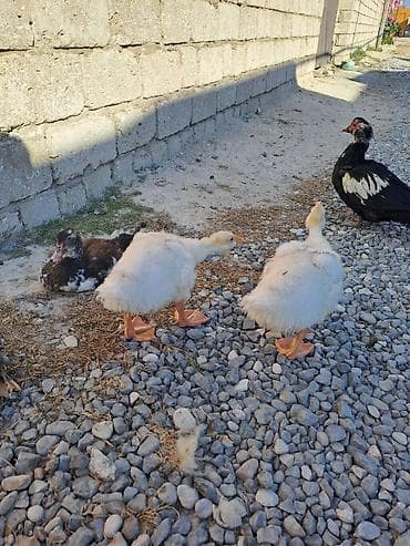 Digər quşlar: 15bala 2ay 15 20gunlukdu boyukdurler Lal ordekler 2dene ana satilir — 3