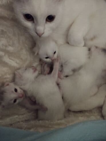 ev itleri satisi: Şotland, Erkək, Dişi, Yaxşı əllərə, Ünvandan götürmə — 3