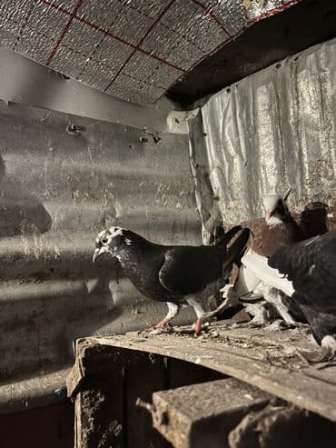 ucuz göyərçinlər: Məhsul: Ev göyərçinləri (dekorativ cinslər) Təsvir: - Şəkillərdə bir — 4