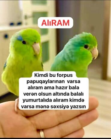 Heyvanlar üçün mallar: Alıram kimdə bu forpus papuqayınan varsa ama toxumlu quş olsun bala — 1