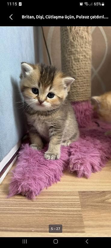 Britan, Dişi, Cütləşmə üçün