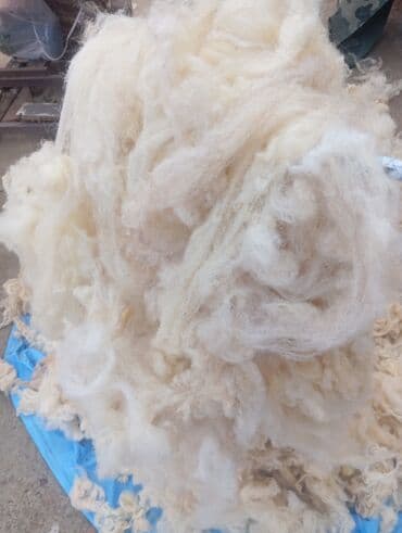 yun: Təbii qoyun yunu – açıq krem/ağ rəngdə, yumşaq və lifli struktur — 2