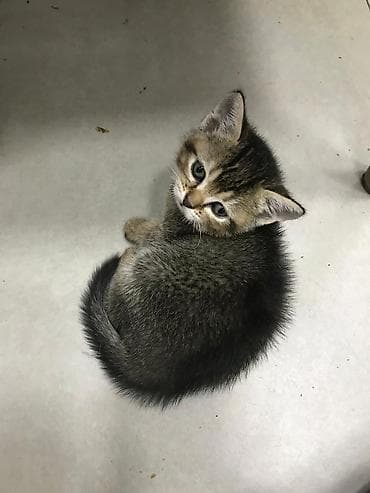 şirin pişikler: Tabbi — 3