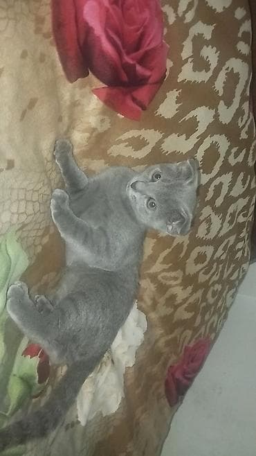 siam pişiyi: Şotland yastı qulaq, Dişi, Yaxşı əllərə, Ünvandan götürmə — 1