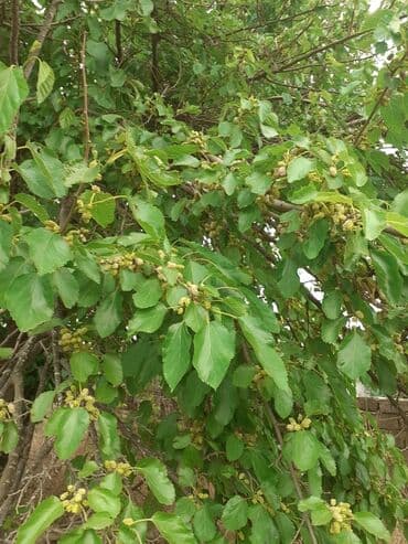 xacmaz mal bazari: 6 sot, Tikinti, Maklerlər narahat etməsin — 3